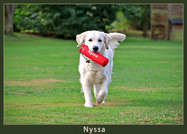Kennel Of Aislynn Forest